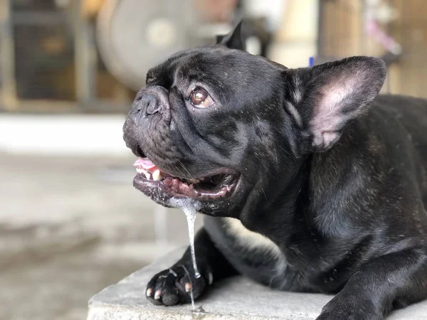 Sevimli Fransız bulldog köpek yavrusu, bir damla tükürük kontrolsüz ağızdan, nedeniyle yaz kavurucu ısı vardır.