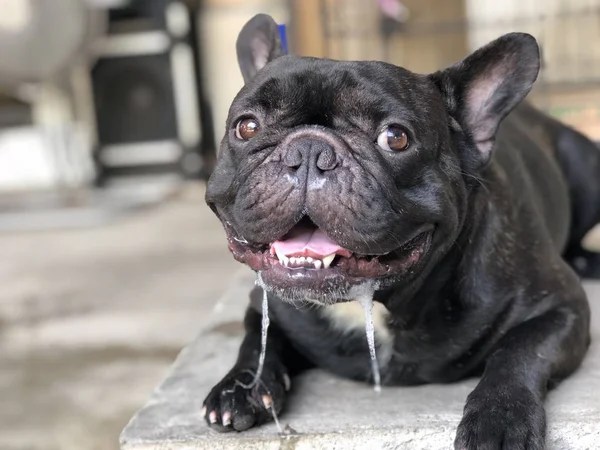 Sevimli Fransız bulldog köpek yavrusu, bir damla tükürük kontrolsüz ağızdan, nedeniyle yaz kavurucu ısı vardır.