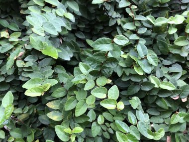 yaz güneşli bir günde yeşil yaprakları ile çalı duvar