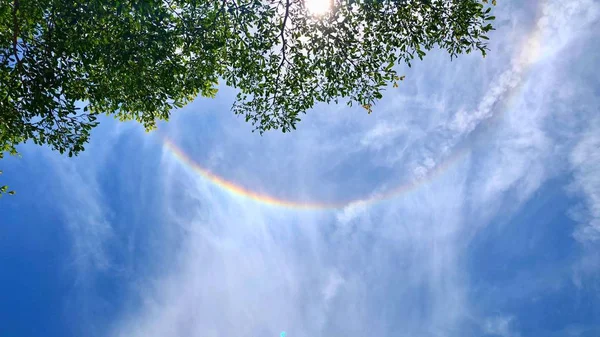 Solar halo on bright sky and blurred green leaves on backdrop, ant eye view