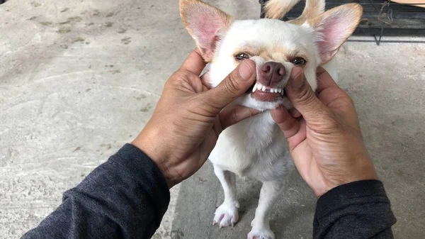 Владелец Проверяет Зубы Собаки Чхуахуа Здоровье Зубов — стоковое фото