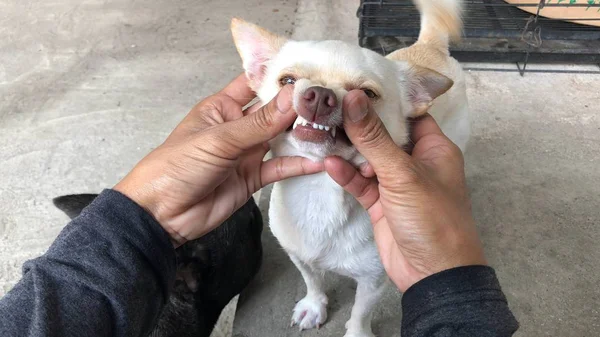 Besitzer Überprüft Zähne Von Chihuahua Hund Auf Zahngesundheit — Stockfoto