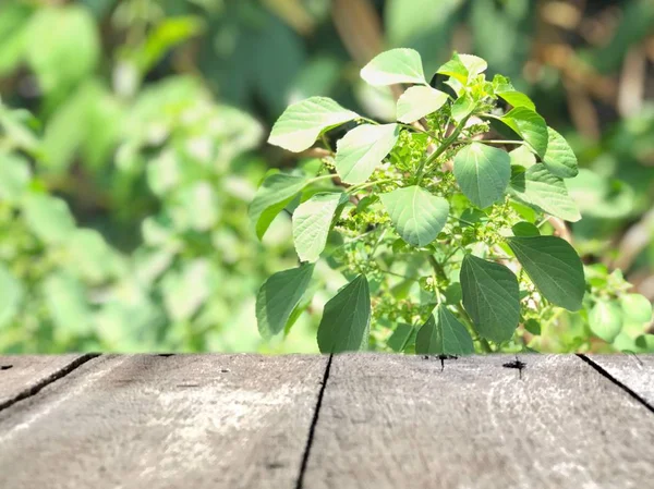 Dřevěné Desky Před Zelenými Rostlinami Rostoucí Zahradě Letní Slunečný Den — Stock fotografie