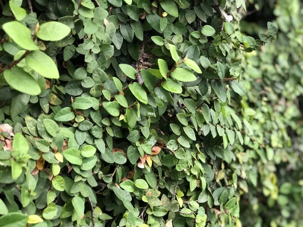 Buschwand Mit Grünen Blättern Sonnigen Sommertagen — Stockfoto