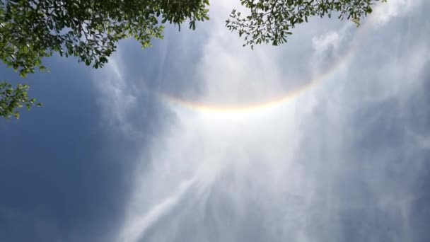 Solar Halo Bright Sky Och Suddiga Gröna Blad Bakgrunden Ant — Stockvideo