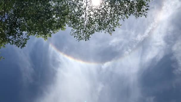 Solar Halo Bright Sky Blurred Green Leaves Backdrop Ant Eye — Stock Video