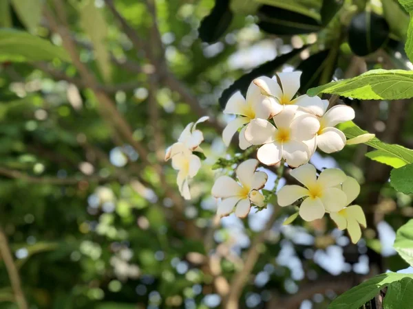 日光の下で育つ美しい白い花を持つプルメリアの木 クローズアップ — ストック写真