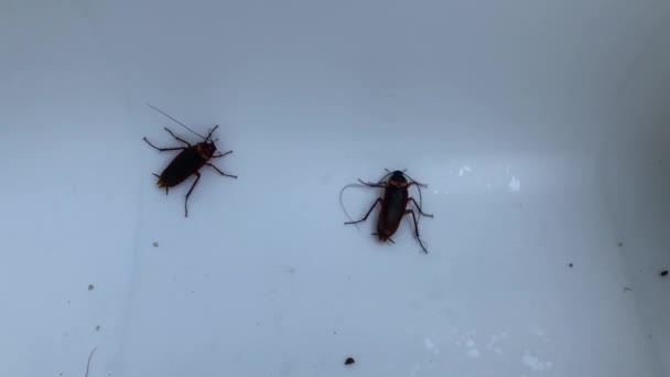 Cafards pataugeant dans un bol en plastique blanc, gros plan  