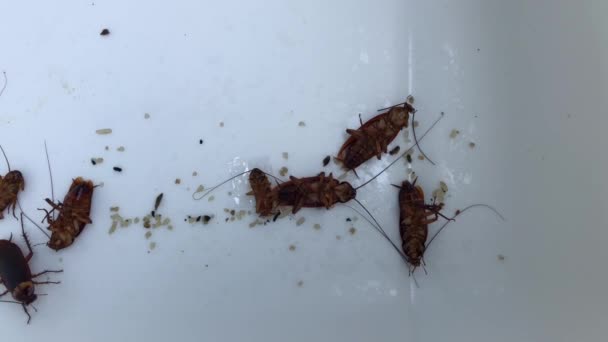 Kakkerlakken Die Witte Plastic Kom Close Floundering — Stockvideo