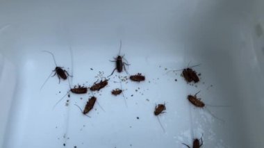 Hamamböcekleri beyaz plastik kasede çırpınıyor, yakın çekim 