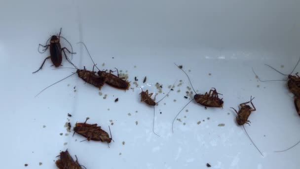 Cockroaches Floundering White Plastic Bowl Close — Stock Video