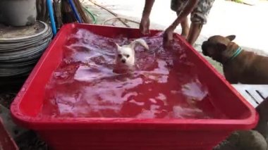 adam avluda küçük bir havzada chihuahua köpek koyarak 