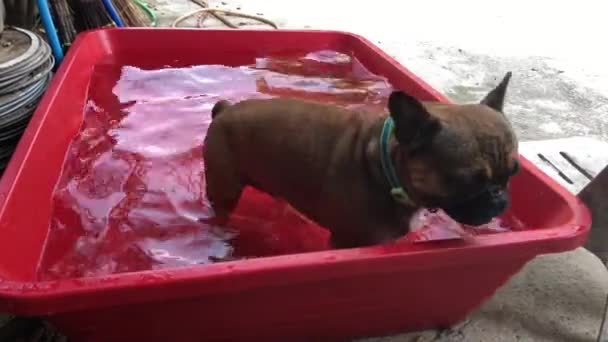 中庭で小さな盆地で入浴しながら遊ぶ愛らしいフレンチブルドッグの子犬 — ストック動画