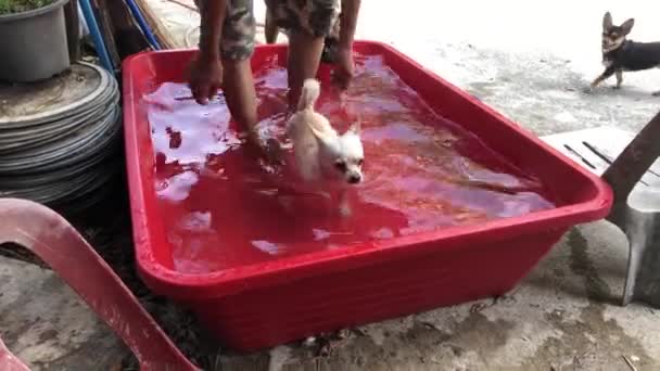 Man Washing Chihuahua Dog Small Basin Courtyard — Stock Video