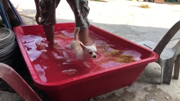 Man Wassen Chihuahua Hond Kleine Bekken Binnenplaats — Stockvideo