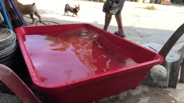 Homem Colocando Adorável Filhote Cachorro Buldogue Francês Pequena Bacia Pátio — Vídeo de Stock