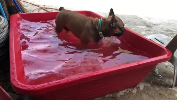 Adam Avluda Küçük Bir Havzada Sevimli Fransız Bulldog Köpek Yavrusu — Stok video