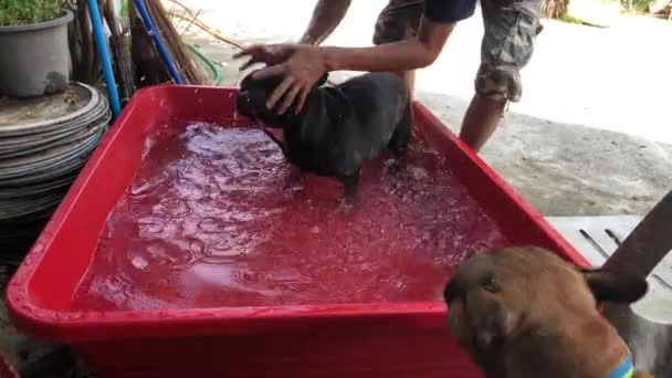 Man Wassen Schattig Franse Bulldog Puppy Kleine Bekken Binnenplaats — Stockvideo