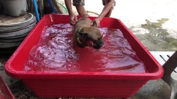 Hombre Lavado Adorable Bulldog Francés Cachorro Pequeño Lavabo Patio — Vídeos de Stock