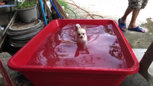 Homem Colocando Cão Chihuahua Pequena Bacia Pátio — Vídeo de Stock