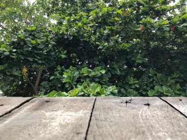 Bahçe bahçesinde büyüyen yeşil bitkilerin önündeki ahşap tahtalar güneşli yaz gününde, yakın çekim 