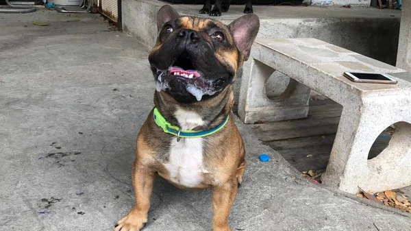 Adorable Bulldog Francés Cachorro Sentado Camino Asfalto Calle —  Fotos de Stock