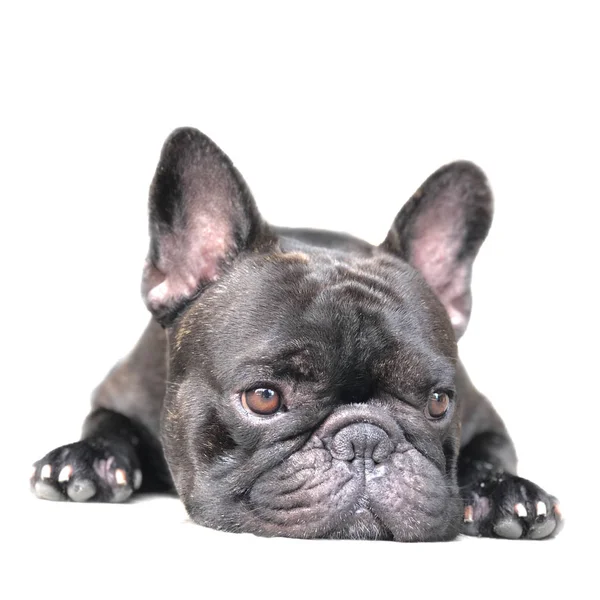 Adorable Bulldog Francés Cachorro Acostado Sobre Fondo Blanco —  Fotos de Stock