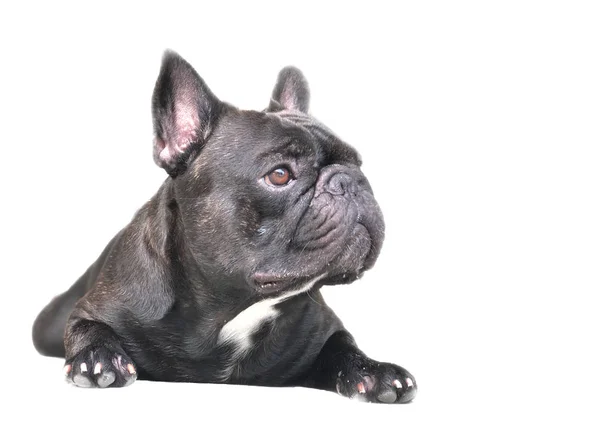 Adorable Bulldog Francés Cachorro Acostado Sobre Fondo Blanco —  Fotos de Stock