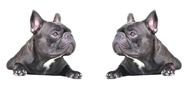Adorables Cachorros Bulldog Franceses Tumbados Sobre Fondo Blanco —  Fotos de Stock