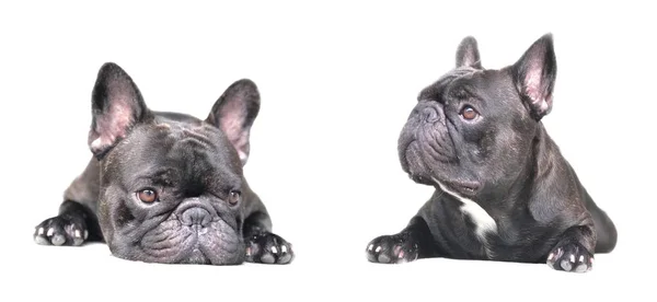 Adorables Cachorros Bulldog Franceses Tumbados Sobre Fondo Blanco —  Fotos de Stock