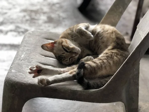 Sevimli Kedi Eski Gri Sandalyede Yatarken Uyku — Stok fotoğraf