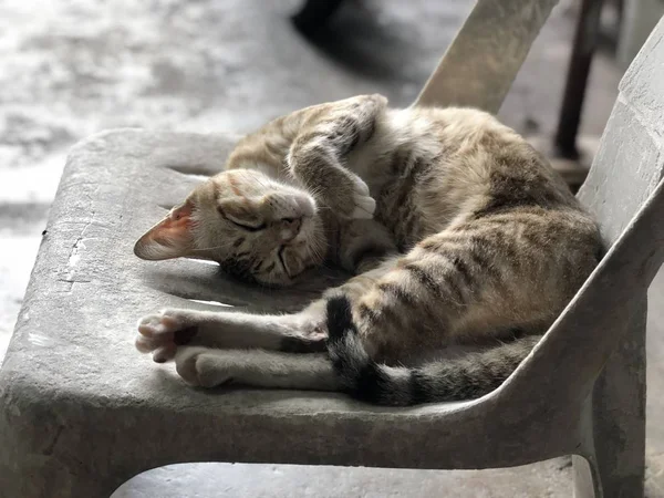 Χαριτωμένο Γάτα Κοιμάται Ενώ Βρίσκεται Παλιά Γκρίζα Καρέκλα — Φωτογραφία Αρχείου