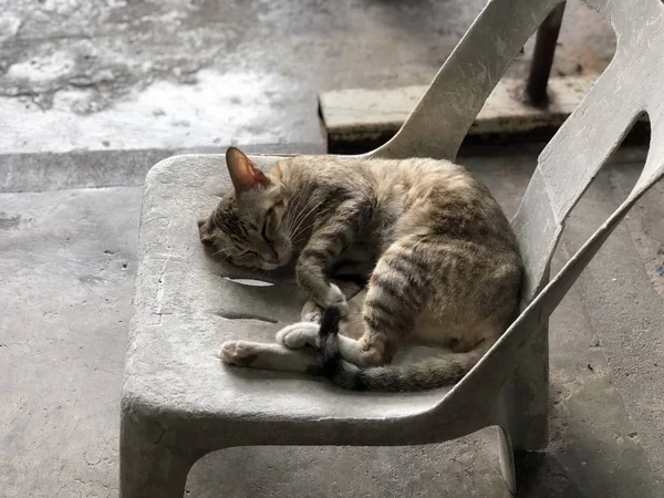 Schattige Kat Slapen Terwijl Liggend Oude Grijze Stoel — Stockfoto