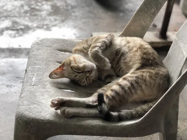 Söt Katt Sova Medan Liggande Gammal Grå Stol — Stockfoto