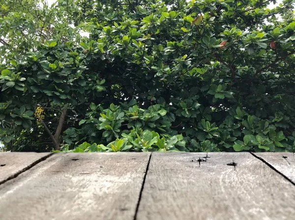 Bahçe bahçesinde büyüyen yeşil bitkilerin önündeki ahşap tahtalar güneşli yaz gününde, yakın çekim 