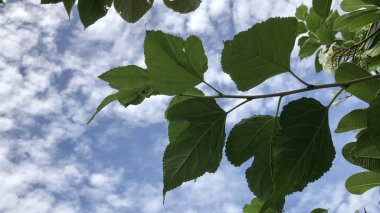güneşli bir günde mavi gökyüzünde beyaz kabarık bulutlar önünde yeşil yaprakları ile dalları 