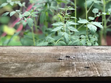 Sebze bahçesinde yetişen güzel yeşil domates yapraklarının önünde tahta tahtalar. 