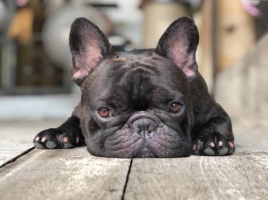 Sevimli fransız bulldog köpek yavrusu dışında ahşap tahtalar üzerinde yalan 