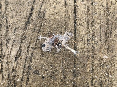 yerde ezilmiş kurbağa gövdesi, üst görünümü 