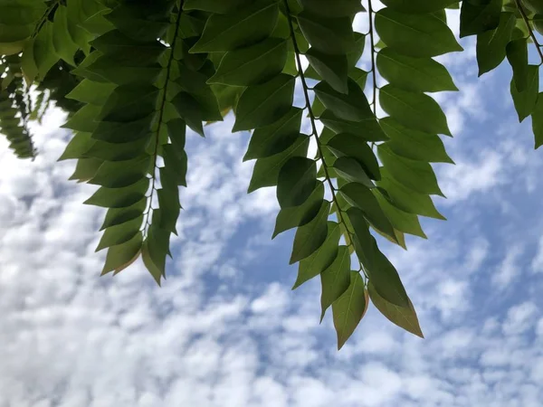 Ramos Com Folhas Verdes Frente Nuvens Brancas Fofas Céu Azul — Fotografia de Stock