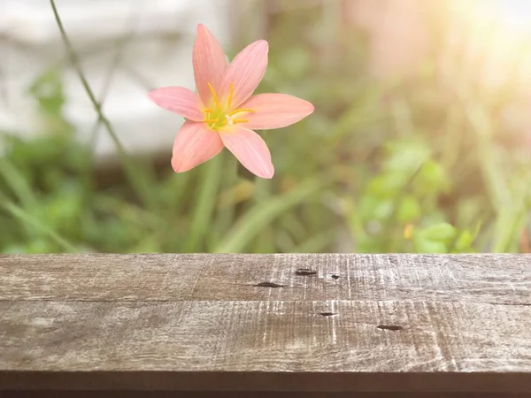 Houten Planken Voor Pastelroze Bloem Groeiend Bloempot Tuin — Stockfoto