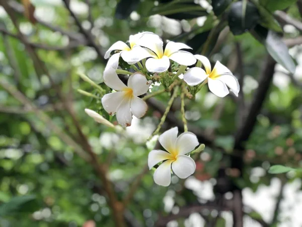 Güneş Işığında Büyüyen Güzel Beyaz Çiçekler Ile Plumeria Ağacı Yakın — Stok fotoğraf