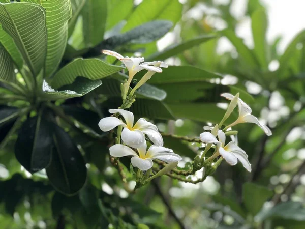 Drzewo Plumeria Pięknymi Białymi Kwiatami Rosnącym Słońcu Zbliżenie — Zdjęcie stockowe