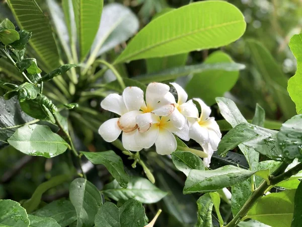 Drzewo Plumeria Pięknymi Białymi Kwiatami Rosnącym Słońcu Zbliżenie — Zdjęcie stockowe