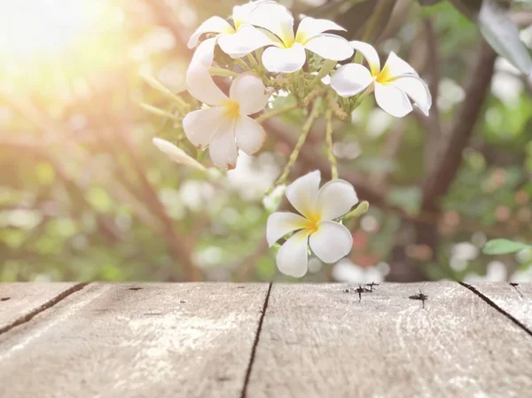 Plumeria ağacının önündeki ahşap tahtalar. Güneş ışığında büyüyen güzel beyaz çiçekler. Yakın plan.  
