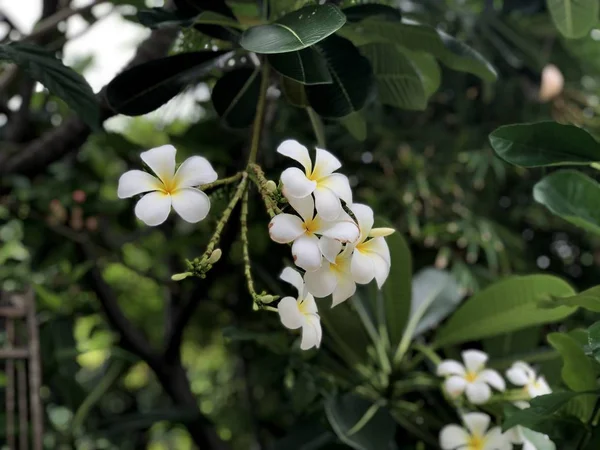 Drzewo Plumeria Pięknymi Białymi Kwiatami Rosnącym Słońcu Zbliżenie — Zdjęcie stockowe