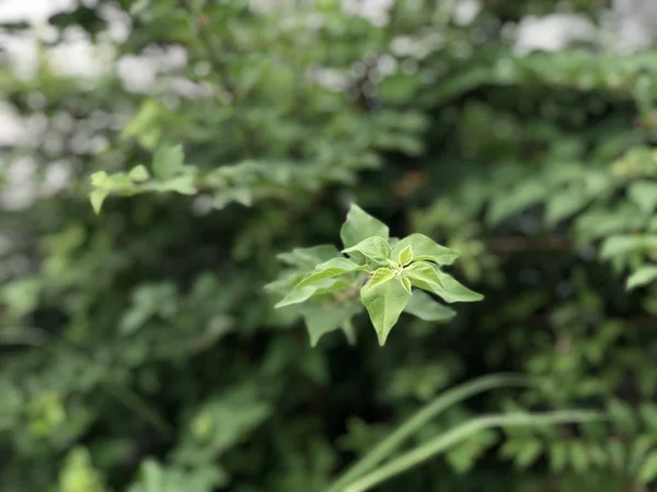 Arbusto Com Folhas Verdes Verão Dia Ensolarado — Fotografia de Stock