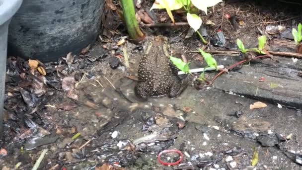 Braune Kröte Sitzt Pfütze Neben Eimern Garten — Stockvideo