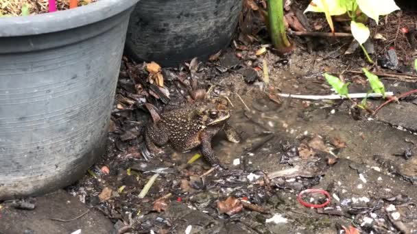 Braune Kröte Sitzt Pfütze Neben Eimern Garten — Stockvideo