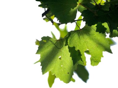 güneş ışığı arka planda üzüm yaprakları yakın 